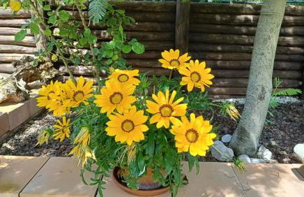 La casetta rossa - Foto 29