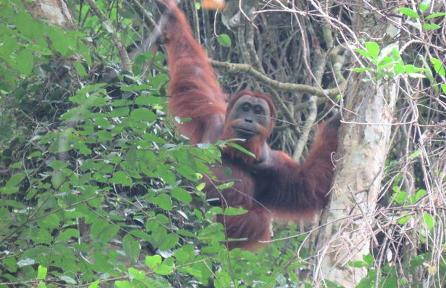 Observation d'orangs-outans à Gunung Leuser en 3 à 4 jours - Photo 15