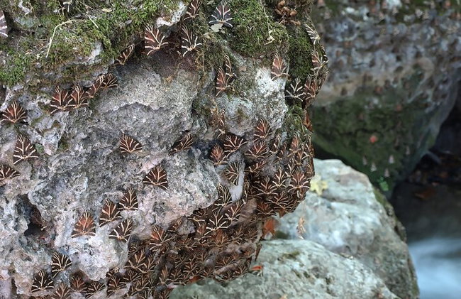 Butterflies Valley & Chalki from Rhodes - Photo 6