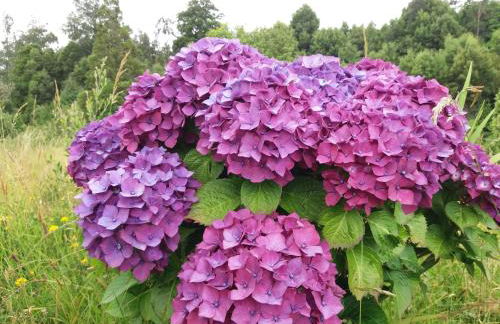 Bio Quinta do Pantano, Agro Turismo - Foto 35