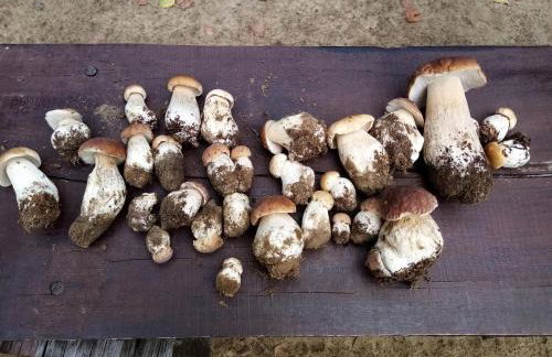 Chata u Żochów - Foto 35