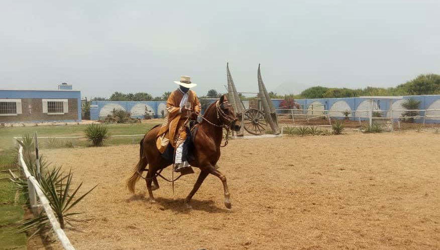 Cavalos na associação de cuidadores