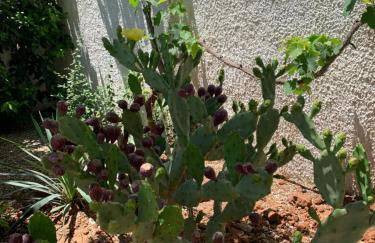 VILLA PERLA MARINA - Foto 66