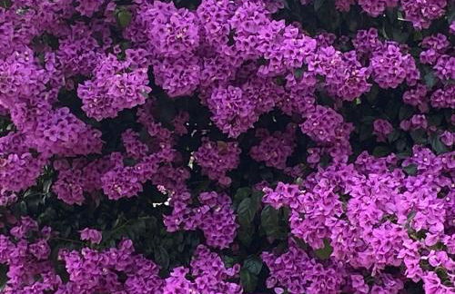 Quinta Inge - Foto 13