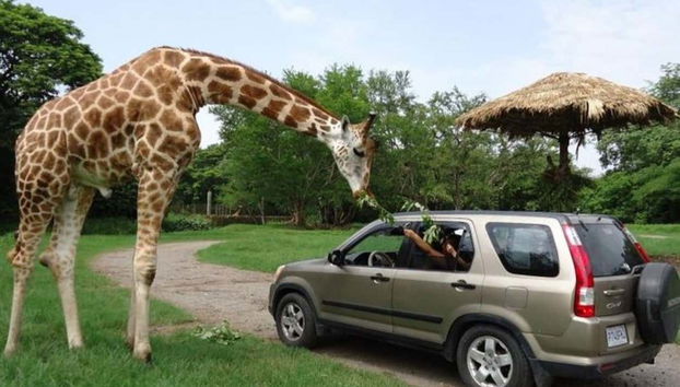 Interactuando con la jirafa