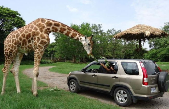 Excursión al Auto Safari Chapín - Foto 2