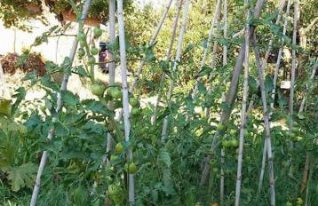 Country House tra lago e mare a Sud di Roma - Foto 38