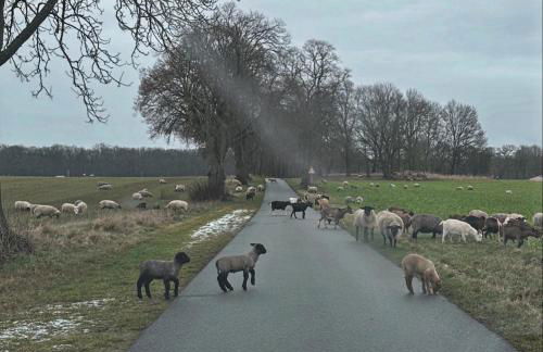 Arboris - Retreat into the open - Photo 31