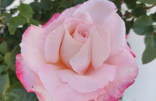 Turismo Rural Macieira Brava - Foto 16