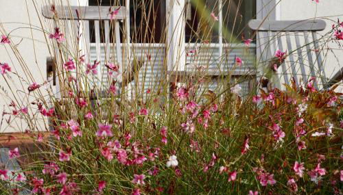 Ferienhaus Windrose - Foto 5, Garden