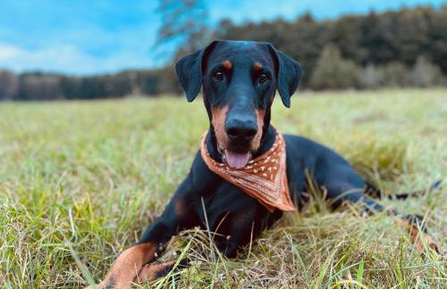 aResowa Wioska - Foto 28