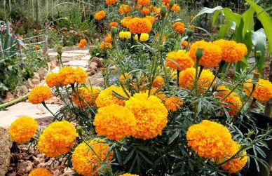 Casa 99 in Barbéns, Miranda do Corvo - Foto 20