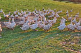 Ferienwohnung Eiernest - Foto 24