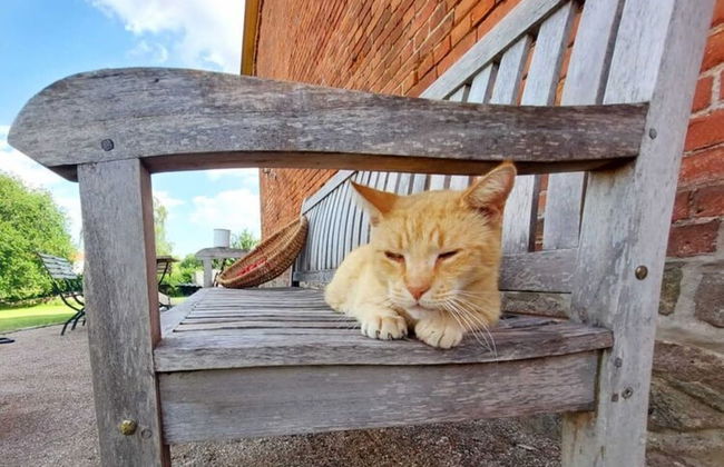 Landurlaub in Lubberstorf - Foto 19