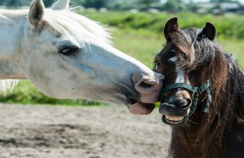 Margarethenhof - Foto 19
