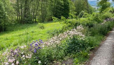 Urlaub mit der ganzen Familie im Ferienhaus in der Natur - Foto 4
