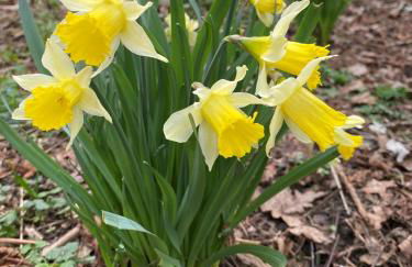 Bluebells Farmstay - Foto 30