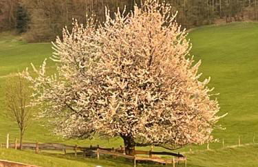 Ferienwohnung-Ferienhaus am Picho - Foto 11