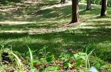 Chavarri Etxea, casa indiana XBI00149 - Foto 46