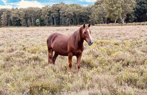 Rockford Cottage 3 Bed Modern New Forest House with Garden - Foto 52