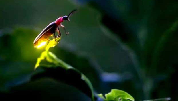 Visiting the Firefly Sanctuary