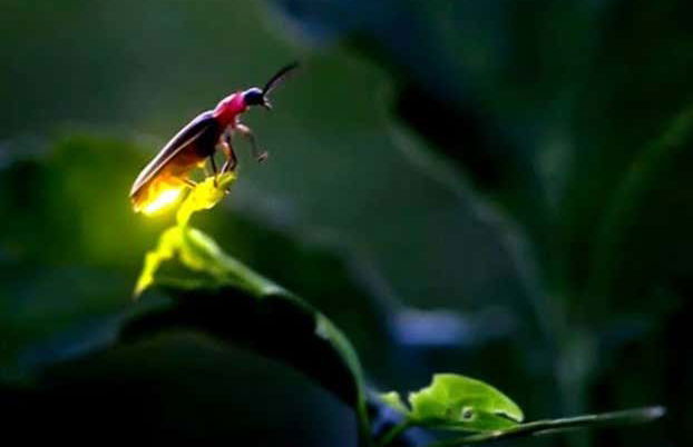 Nanacamilpa Firefly Sanctuary Tour - Photo 3