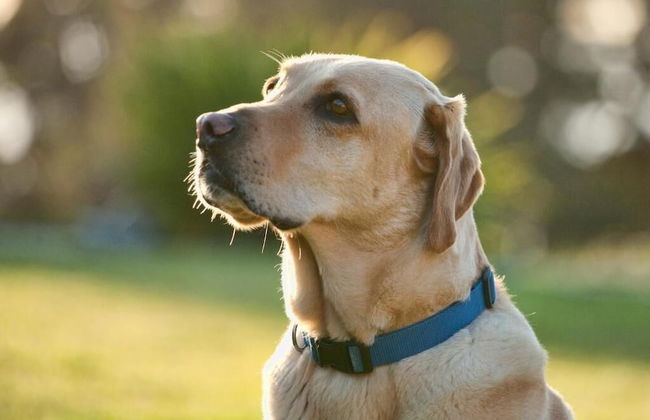 Cottages at Little River Cove - Foto 51