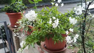 Biancaneve - Photo 3