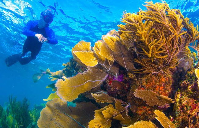 MUSA Snorkeling Tour - Foto 7