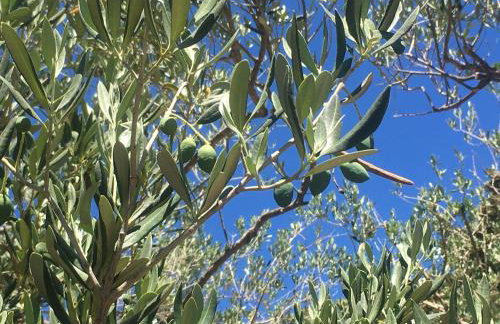 Casula Mediterranea - Foto 33