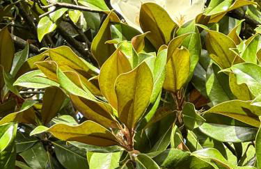 Le Magnolie Paliano appartamento 120 mq - Foto 80