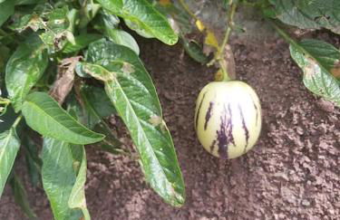 House in Camara de Lobos - Foto 72