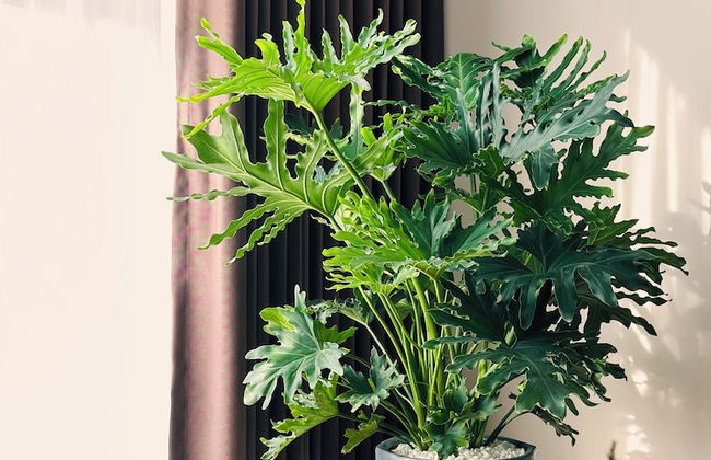 Armin Homestay Ecopark - Photo 6