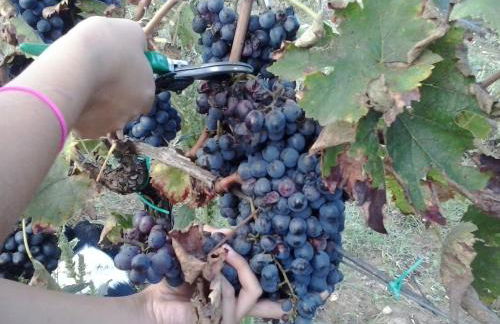 Agriturismo La Valle degli Ulivi - Foto 40