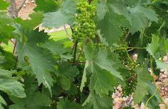 Finca y Casa Rural Los Huertos - Foto 47