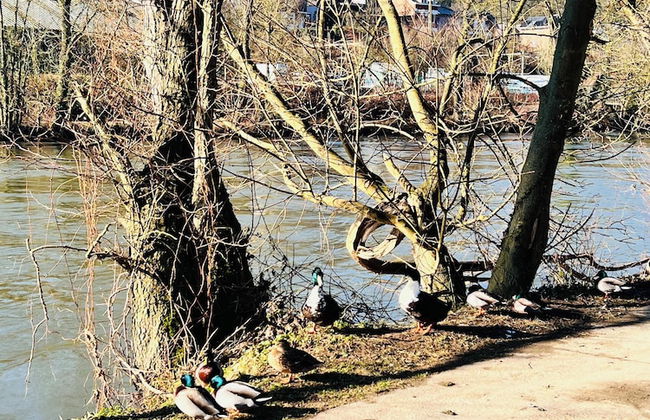 Maison proche rivière avec jardin - Foto 42