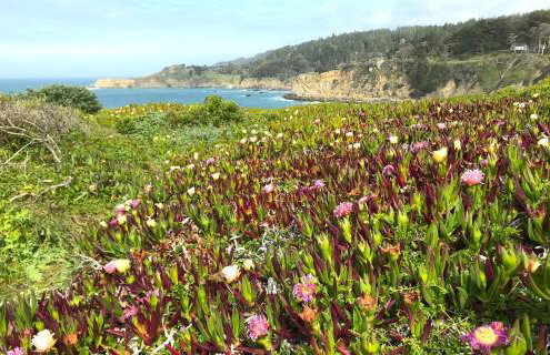 Ocean Bluff Serenity - Foto 12