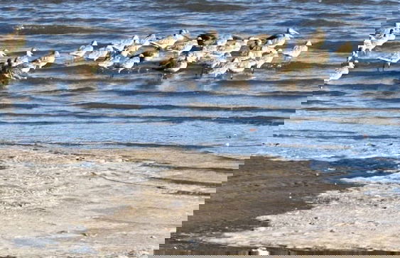 Paradise Bay - Foto 52