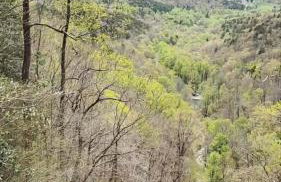 LUXURY CABIN WITH WATERVIEW AND PRIVACY, hiking - Photo 46