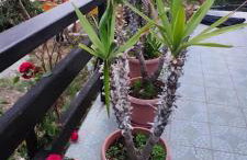 Apartman Šipak - Foto 16