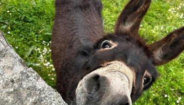 Casa da Aldeia - Exclusive Upper Floor with 3 Bedrooms and Private Pool - Foto 4