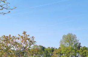 Begonia Cottage - Foto 30