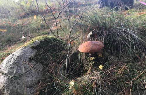 Urlaub am Plätlinsee Haus Rike - Foto 54