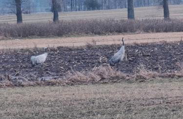 House by the Śliwno-Waniewo footbridge, close to the park - Foto 22