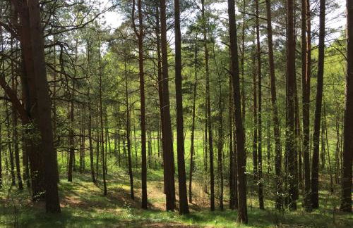 Chatka mojego dziadka - Foto 34