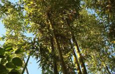 Maison et terrasse dans le jardin du Château de Gaillard - Foto 5
