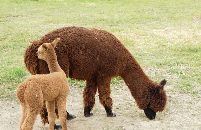 Lovely Apartment in Neubukow near Sea - Foto 19