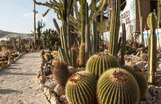Relais Garden Cactus B&B - Foto 28