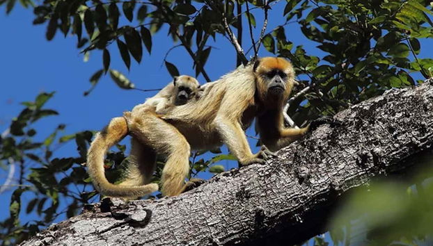 El pantanal también es el hábitat de varios monos