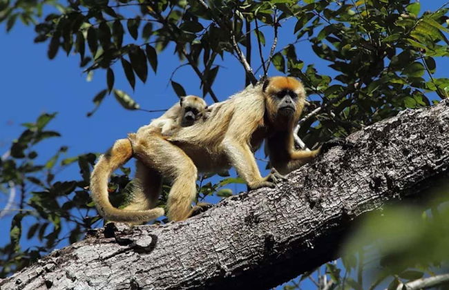 Safari por el pantanal de Mato Grosso - Foto 5